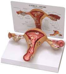 Image result for uterus