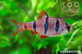 Image result for Pentas schumanniana