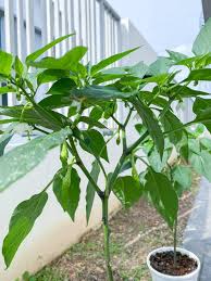 We did not find results for: Cara Menanam Lada Solok Agar Berbuah Lebat Sihat Subur