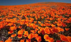 By planting california native plants and reducing water use, you're not only saving. Mid April At Poppy Field Picture Of Antelope Valley California Poppy Reserve Lancaster Tripadvisor