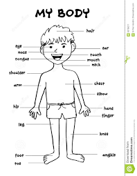 my body educational info graphic chart for kids stock