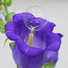 Mangahome is the best site to read flowers in the secret place 58 free online. Blowing Bubbles To Pollinate Flowers The New York Times