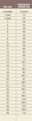 Dog Age Calculator Find Dogs Age In Human Years So It