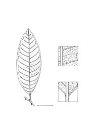 Image result for Margaritaria discoidea