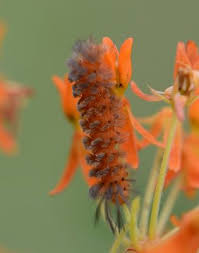 Big Black Caterpillar With Orange Stripes Meet The Cycnias Ohio Birds And Biodiversity Ohio Birds Weird Insects Moth Caterpillar