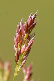 Image result for Agrostis