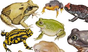 The Frogs Of Australia Australian Geographic