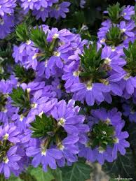 Image result for foto Vějířovka