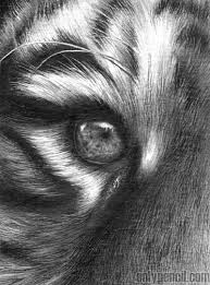 The nose is a mix of yellow and pink. Drawing Realistic Tiger With Pencil Eyes