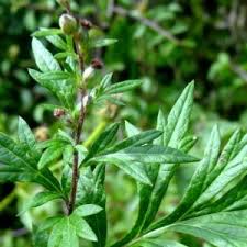 Armoise Commune Artemisia Vulgaris Asteracee Comestible Feuilles Fleurs Champs Terrains Vagues Graines Tige Rougeatre S Armoise Armoise Commune Cuisine Sauvage