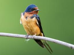 Image result for Aspidoglossum hirundo