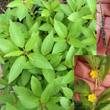 Image result for Corchorus olitorius