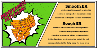 Maybe you would like to learn more about one of these? Cell Transport Role Of Golgi Apparatus Er Expii