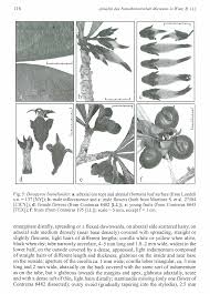 Image result for Diospyros sp. no. 1 sensu FZ