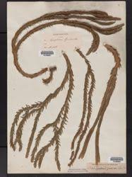 Image result for Huperzia gnidioides