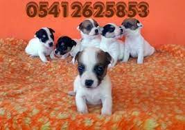 jack russell terrier 05412625843 panosundaki pin