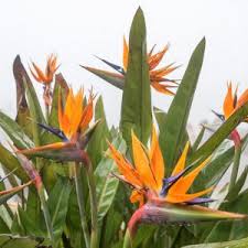 Image result for Chlorophytum pubiflorum