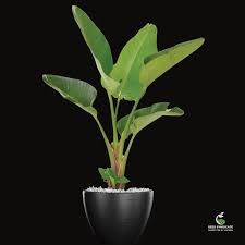 Image result for Strelitzia alba