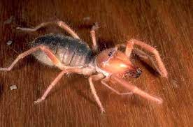 Eric eaton responds hi, daniel: Top 20 Arachnids Usu