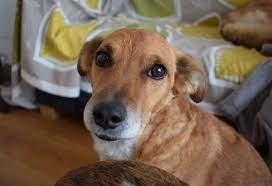 Porque A Mi Perro Le Suenan Las Tripas