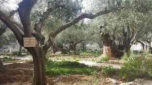 Beautiful Inspiration Garden Of Gethsemane Pictures Astonishing Ideas Gethsemane In Jerusalem Garden Of Gethsemane Biblical Garden Pictures