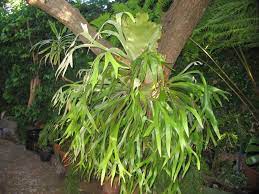 The pups of the staghorn fern can be grown in hanging baskets/pots or mounted onto a tree branch, dead log or a wooden board. Staghorn Ferns Open Gardens Constantia