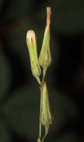 Image result for Launaea intybacea