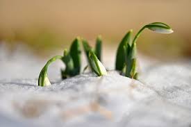 Ich bin melanie, 40 jahre alt, verheiratet und berufstätige mutter von zwei kindern. Gartenarbeit Im Februar Tipps Fur Den Garten Im Februar