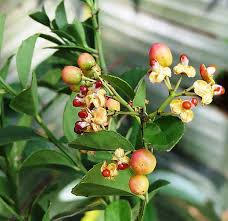 Image result for Gymnosporia