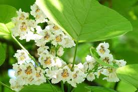 Image result for Catalpa