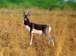 Exotic pets for sale, some of these animals shouldn't be we also have an array of cats and cat cubs ranging from exotic kittens to tiger cubs, lion cubs and more. Low Fence Exotics For Texas Ranches And Ebook Download