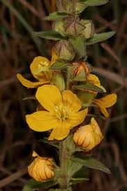 Image result for Alectra vogelii