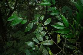Image result for Diospyros abyssinica