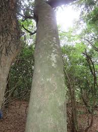 Image result for Dialium schlechteri