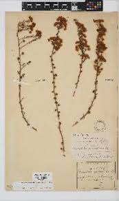 Image result for Euryops subcarnosus