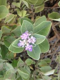 Image result for Vitex obovata