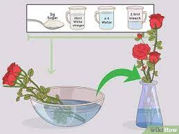 How to take care of flowers in vase. 4 Ways To Care For Roses Wikihow