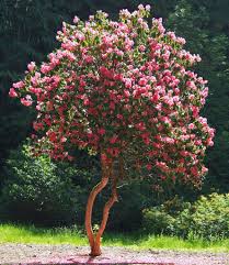 Pin On Amazing Trees