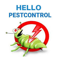 Expert recommended top 3 pest control services in new delhi, delhi. Hello Pest Control Delhi 2021