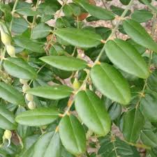 Image result for Sophora tomentosa