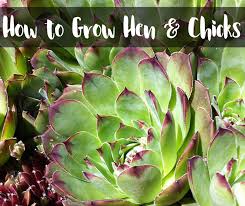 It has lime green feathery fronds. How To Grow Hens And Chicks Day To Day Adventures