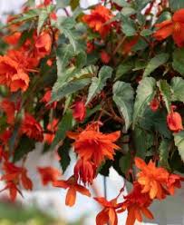 Image result for Sutera debilis