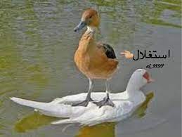 مضحك فديو صور متحركة ذوق بنات اولاد مضحكة ههههه funny animal jokes funny animals funny birds