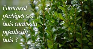 Toutes les solutions pour protéger les buis des chenilles, papillons, et oeufs. Comment Proteger Ses Buis Contre La Pyrale Du Buis Estragon Be
