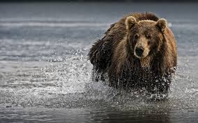 Grizzly bear wallpaper grizzly bear wallpaper for desktop, laptop, pc mobile 1920×1080. Bear Wallpaper 1440x900 74473