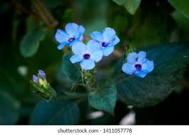 Image result for Eranthemum pulchellum