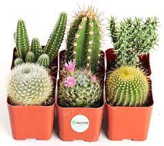 Cactus art print can't touch this cactus wall art. Shop Succulents Can T Touch This Collection Assortment Of Hand Selected Fully Rooted Live Indoor Cacti Plants 6 Pack Buy Online In Latvia At Latvia Desertcart Com Productid 102119181