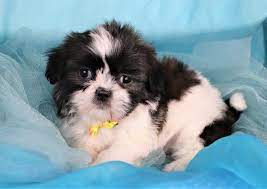 Shih Tzu Puppies Happytail Puppies Family Dog Breeders In Nc Shih Tzu Puppy Dog Breeder Shih Tzu