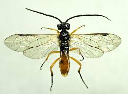 Image result for Secamone filiformis