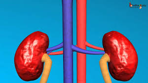 Science Human Excretory System English This 3d Animation Explains About Human Excretory System It Shows How Kid Excretory System 3d Animation Animation
